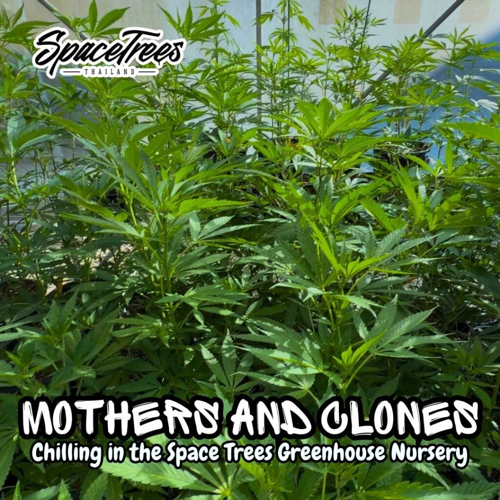 Cannabis mother plants and clones, basking in the sun in the Space Trees Living Soil Greenhouse nursery. 