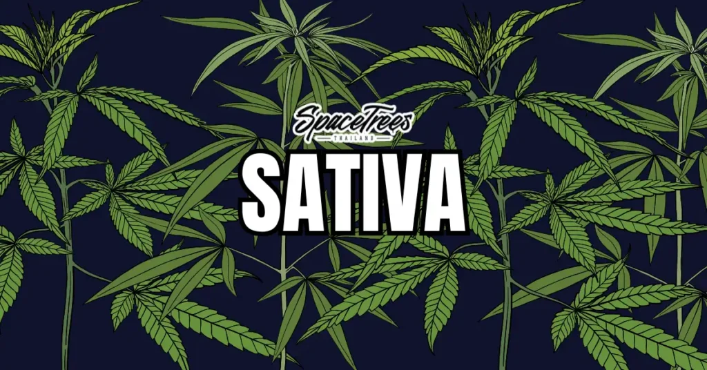 Space Trees Sativa cannabis guide with illustrated leaves on dark background