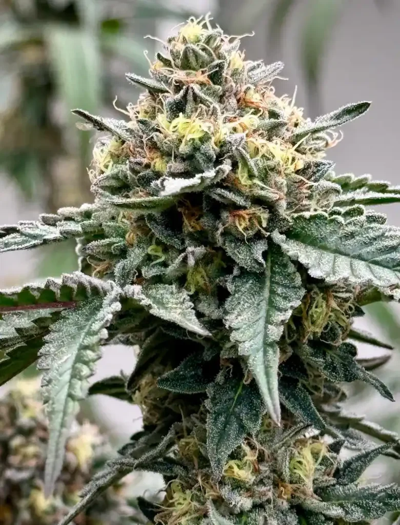 Close-up of a frosty cannabis flower with dense trichomes, vibrant green leaves, and orange pistils, showcasing the SourDough strain grown by Space Trees.