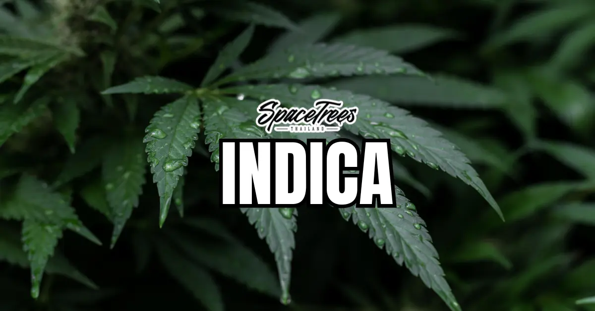 Close-up of green cannabis leaves with water droplets, featuring the bold text 'INDICA' and the Space Trees Thailand logo above.