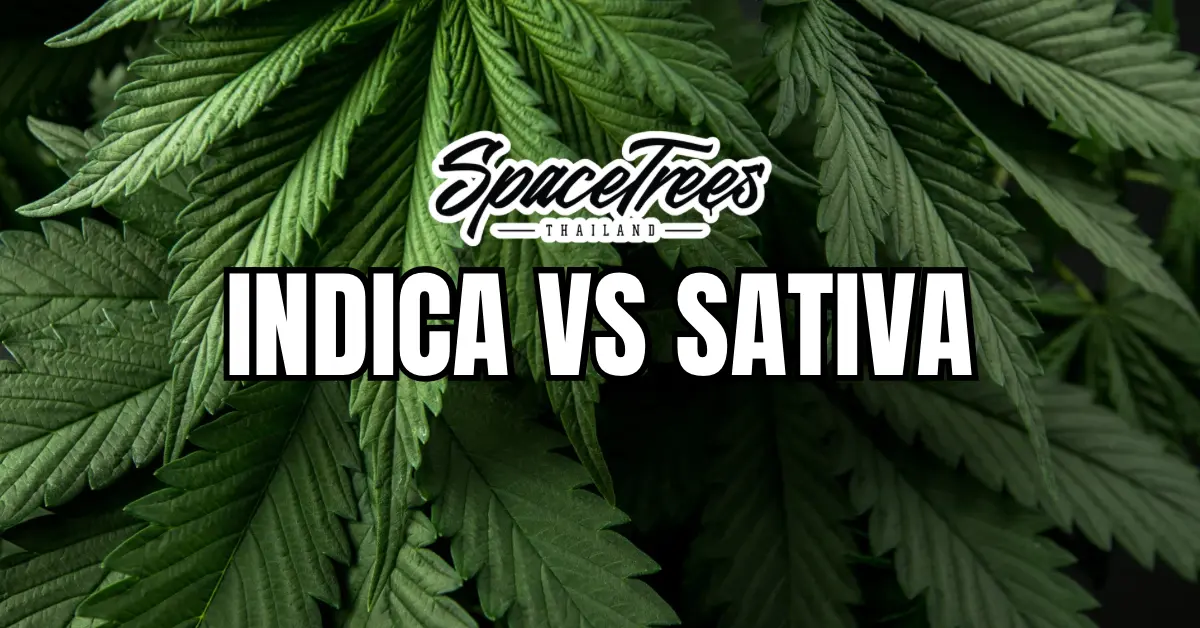 Space Trees Thailand banner comparing Indica vs Sativa cannabis, highlighting differences, strains, and benefits with a background of lush cannabis leaves.