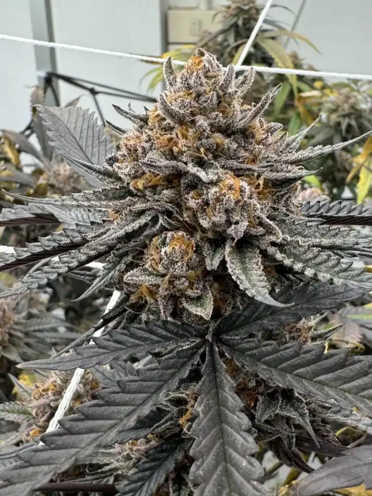 Close-up view of a Sativa cannabis bud featuring bright green leaves, vivid orange pistils, and a delicate layer of sparkling trichomes on a dark background.