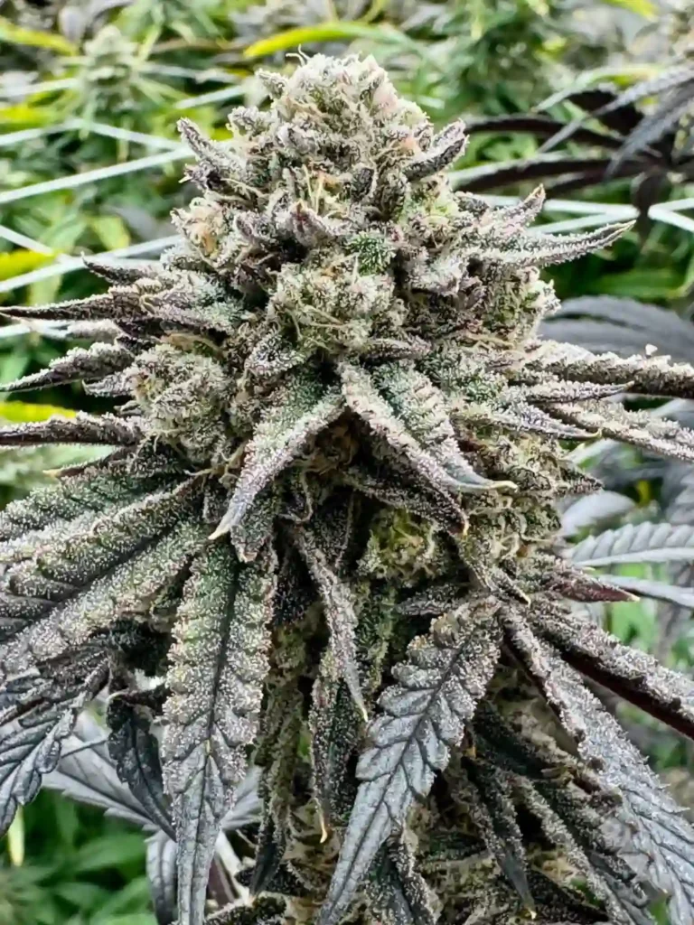 Candy Pave strain flowering in Space Trees' living soil garden, showing dense trichome coverage and purple-tinged leaves