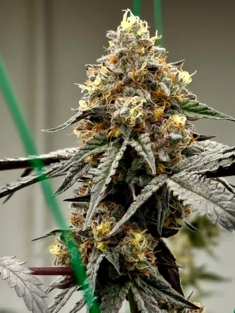 Da Funk strain cannabis flower showing dense trichome coverage and deep purple leaves, grown in Space Trees living soil system