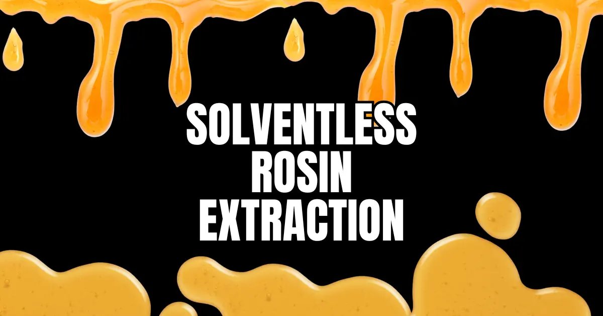 Solventless rosin extraction process illustrated with golden rosin drips and bubbles on black background, showing pure concentrate texture