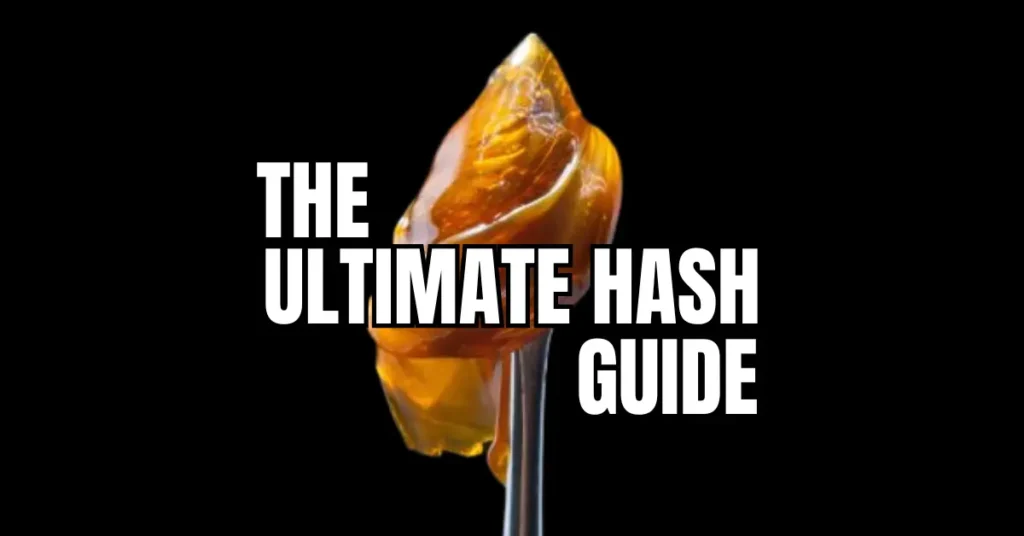 The Ultimate Hash Guide: Golden hash rosin concentrate on a dab tool showing premium extract quality and consistency