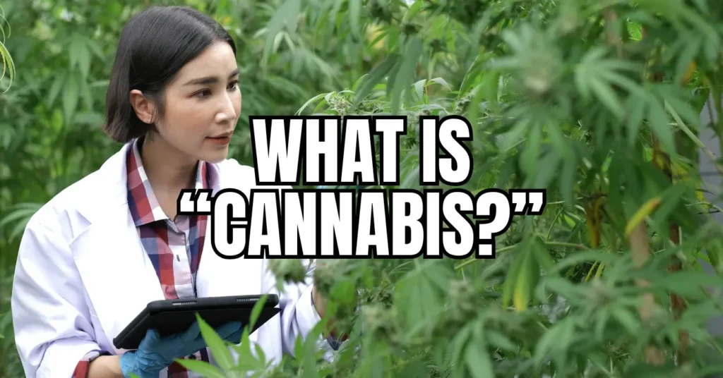 What is cannabis? Professional Thai researcher in white lab coat examines cannabis plants while taking notes on tablet in outdoor garden setting