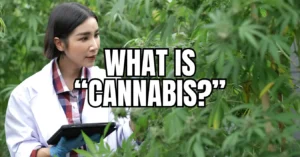 What is cannabis? Professional Thai researcher in white lab coat examines cannabis plants while taking notes on tablet in outdoor garden setting