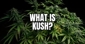 Kush cannabis plants with dense buds showing typical indica characteristics of the Hindu Kush strain family