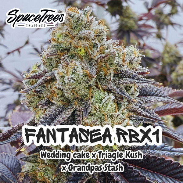 Fanta Sea RB1X