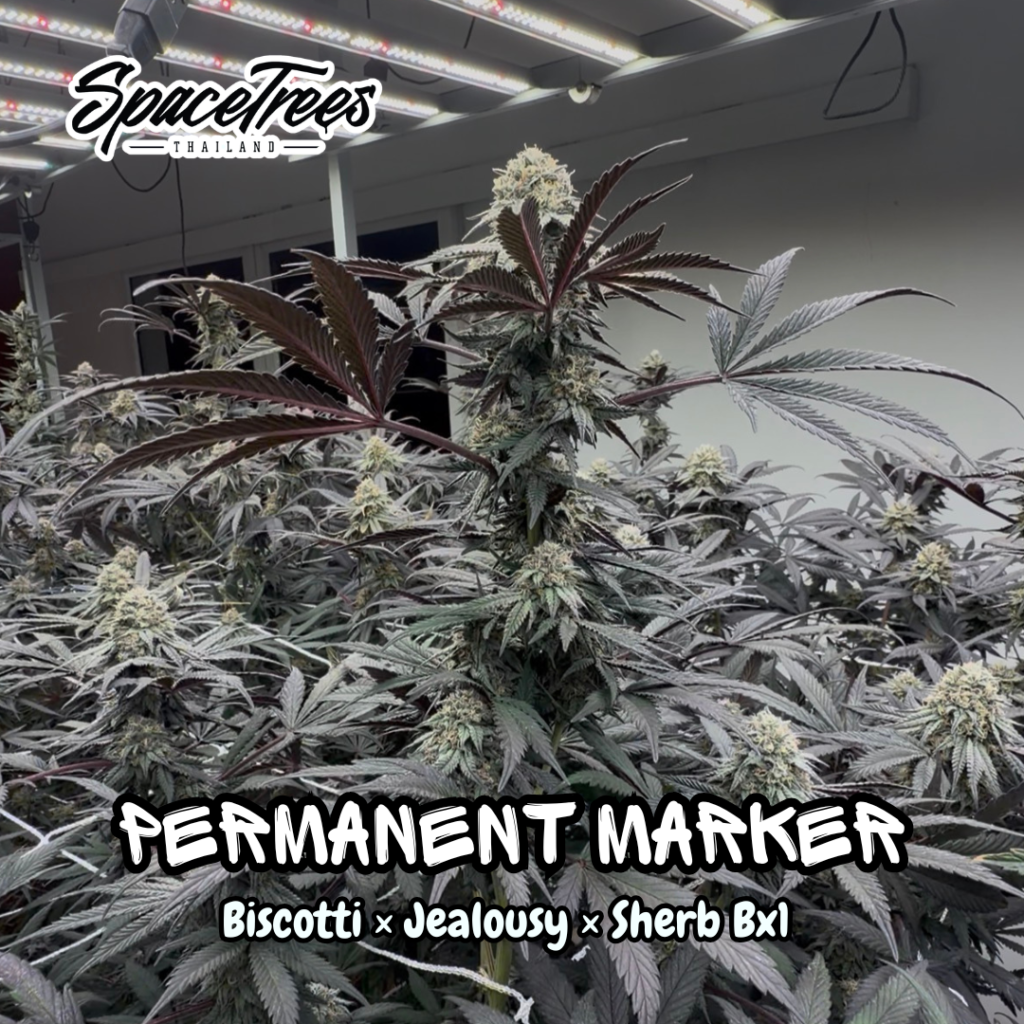 Permanent Marker strain living soil cannabis plant in flower — Space Trees Chiang Mai indoor grow, Biscotti x Jealousy x Sherb Bx1