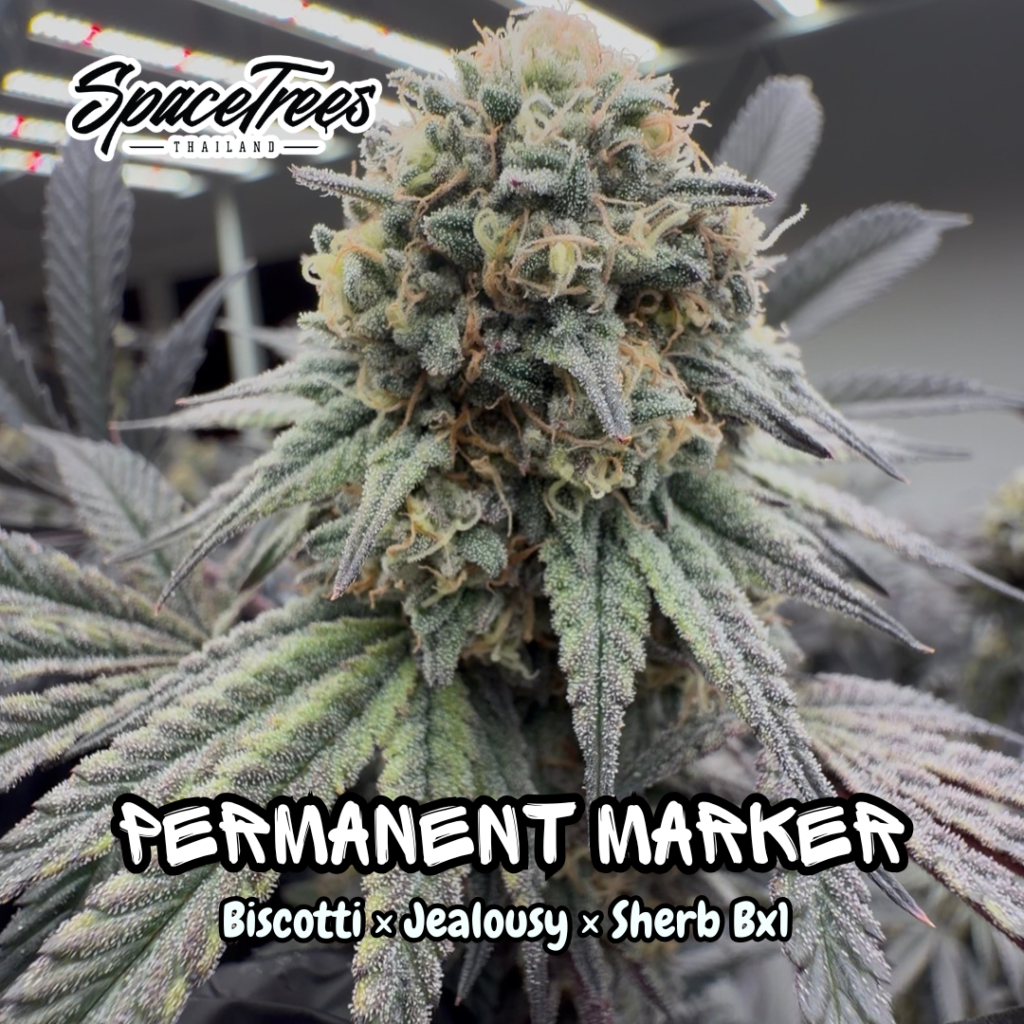 Permanent Marker strain cannabis bud close-up — dense frosty flower grown in living soil at Space Trees Chiang Mai