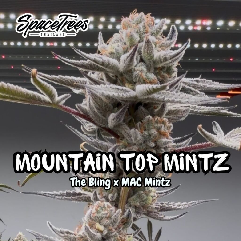Space Trees Living Soil Cannabis, Mountain Top Mintz growing, Chiang Mai, Thailand