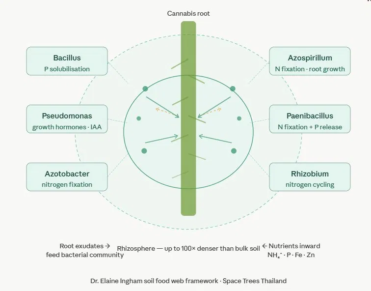 Cannabis rhizosphere diagram showing key bacteria — Bacillus, Pseudomonas, Azotobacter, Azospirillum, Paenibacillus, and Rhizobium — and their functions in the root zone
