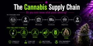 Cannabis supply chain diagram — farm to dispensary journey vs Space Trees four-touch, Chiang Mai