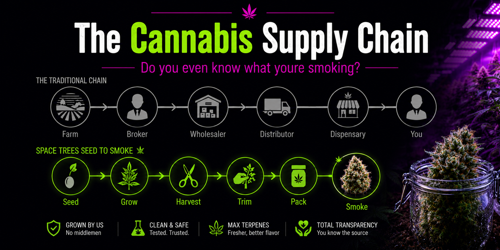 Cannabis supply chain diagram — farm to dispensary journey vs Space Trees four-touch, Chiang Mai